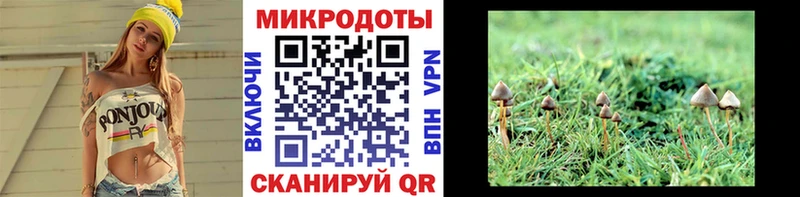 купить Петухово Псилоцибиновые грибы Psilocybe