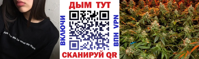 закладки  Петухово  Марихуана сатива 